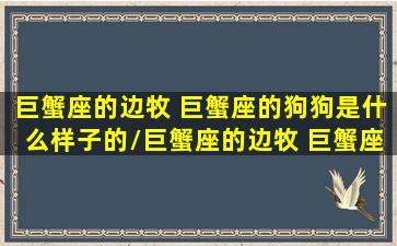 巨蟹座的边牧 巨蟹座的狗狗是什么样子的/巨蟹座的边牧 巨蟹座的狗狗是什么样子的-我的网站